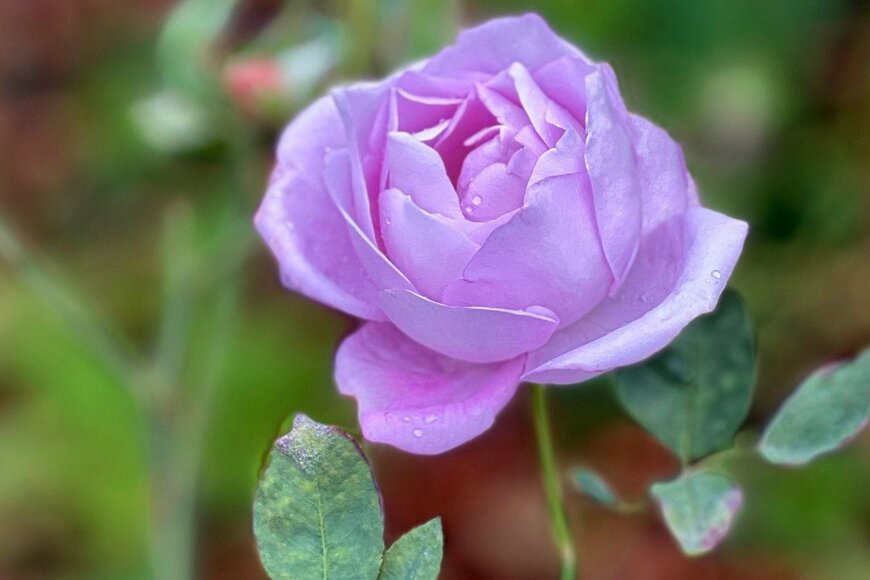 Olena Lialina/isockphoto.com