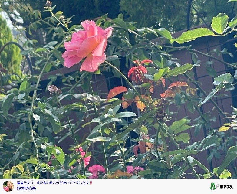 出所：假屋崎省吾のAmebaブログ 参照日：2025年10月20日