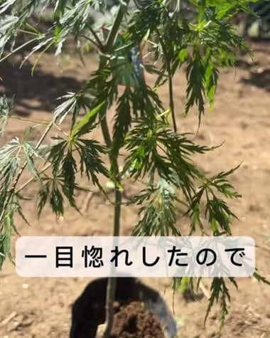 【ガーデニングDIY】ホームセンターで一目惚れした〈ポット苗〉→丁寧な手仕事で〈安定感のある鉢植え〉に！