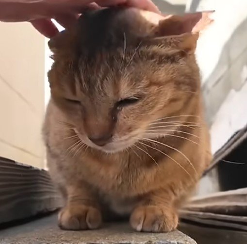 出所：@ImpressedCatVideo