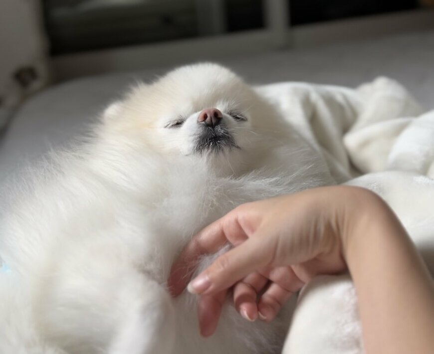 出所：@boku_ponchan