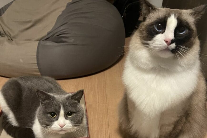 ボードゲーム中に起きた「巨猫による天変地異」　思わず笑ってしまう暴れっぷりに「容赦ない！」