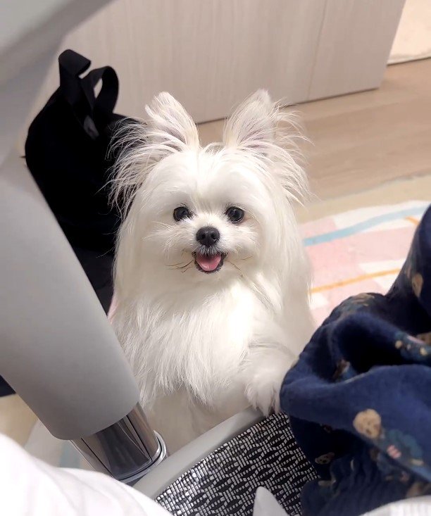 出所：@kawai_nu_san