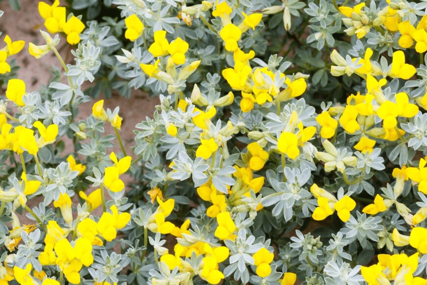 j-wildman/istockphoto.com