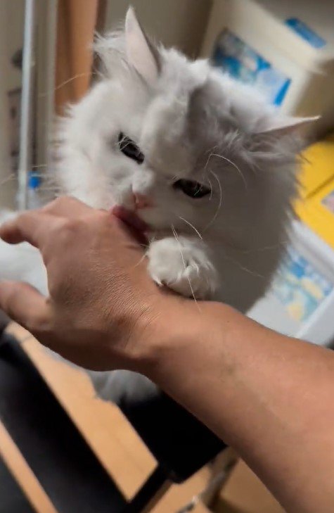 出所：@NEKOLAND13