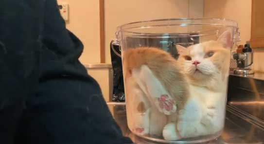 顔が満足そうなてんぷらさん