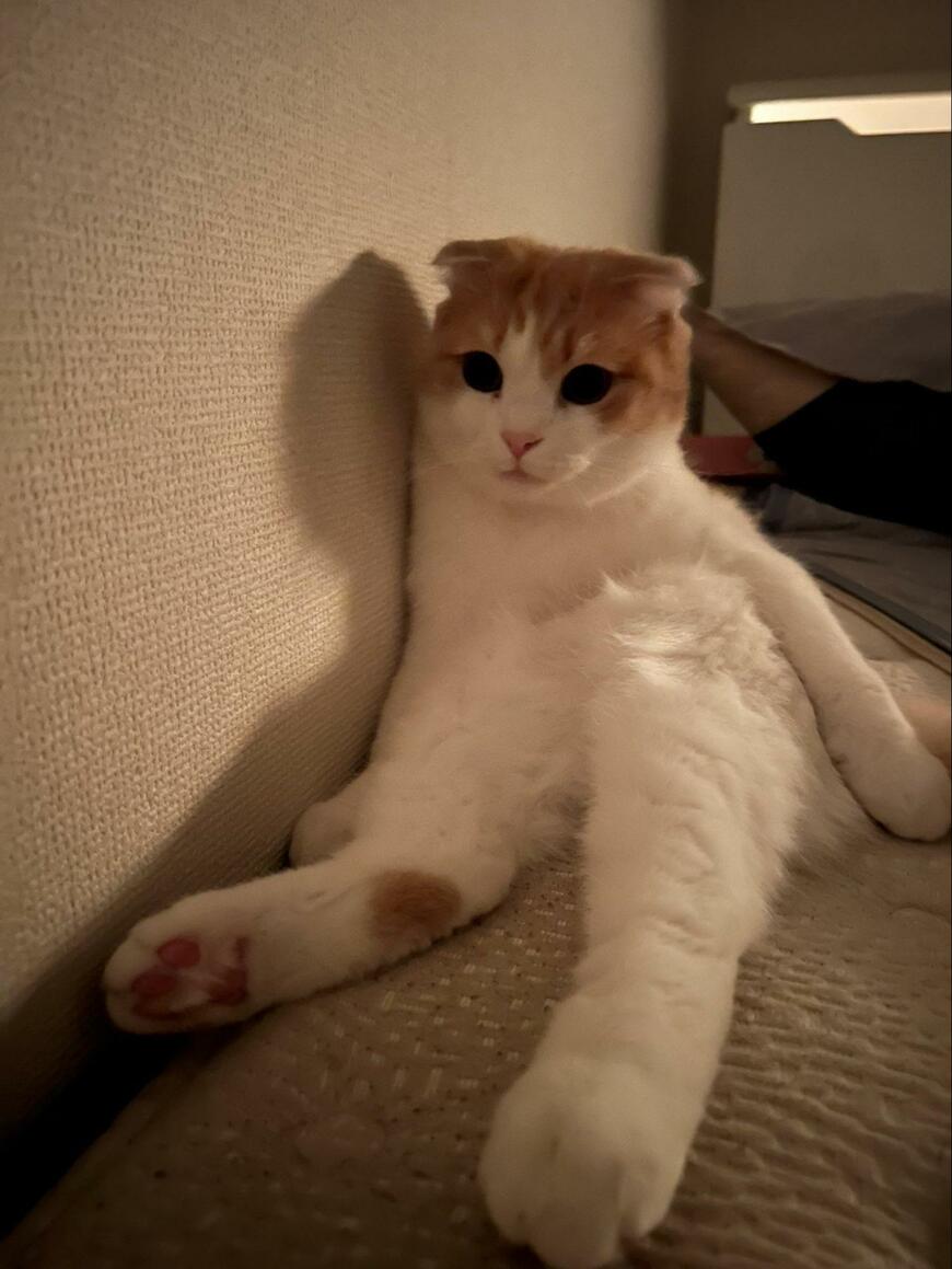 出所：@torotolo106106