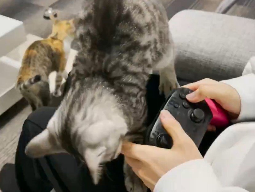 ゲームをする飼い主に近づく猫　全力で要求してくる様子に笑みがこぼれる「ご主人！」