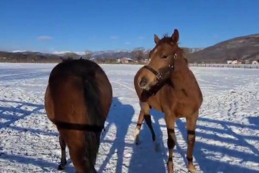 【競馬】放牧中の2頭の幼駒がかわいいとSNSで話題　「思った以上の激しさ」