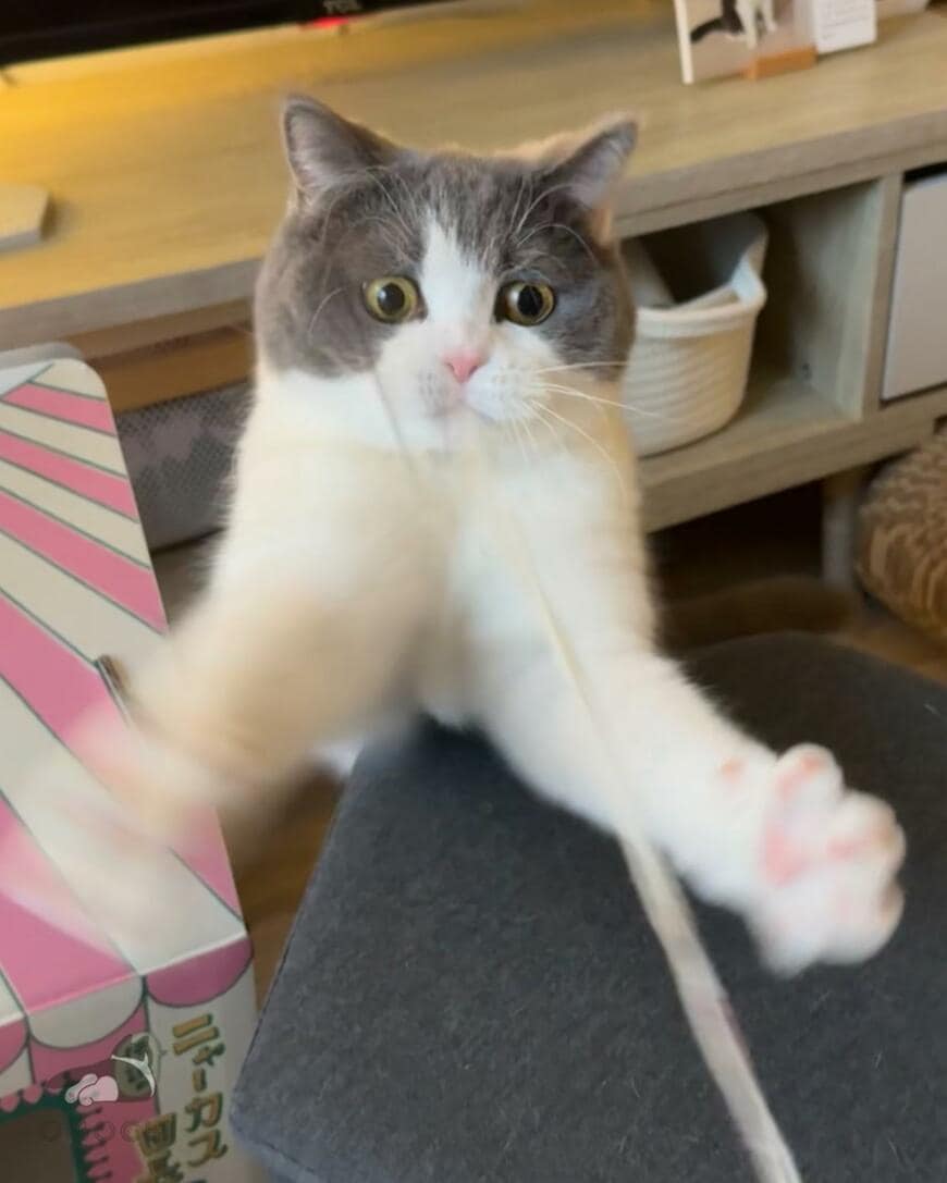 遊びに夢中の猫ちゃん　まさかの2コマが「トング」みたいで笑ってしまう！