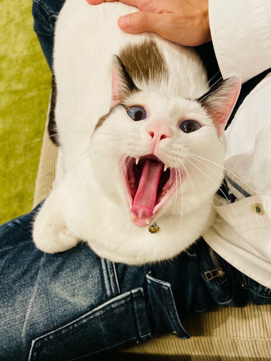 出所：@tsukune216