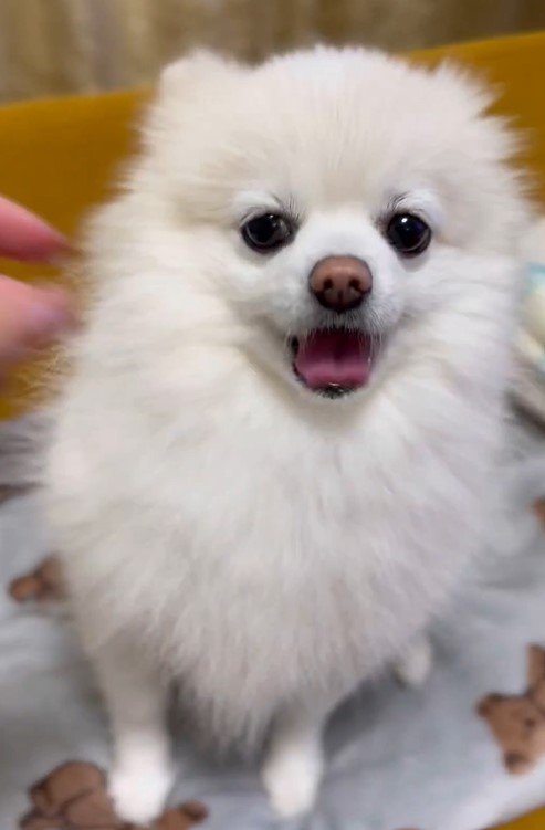 出所：@boku_ponchan