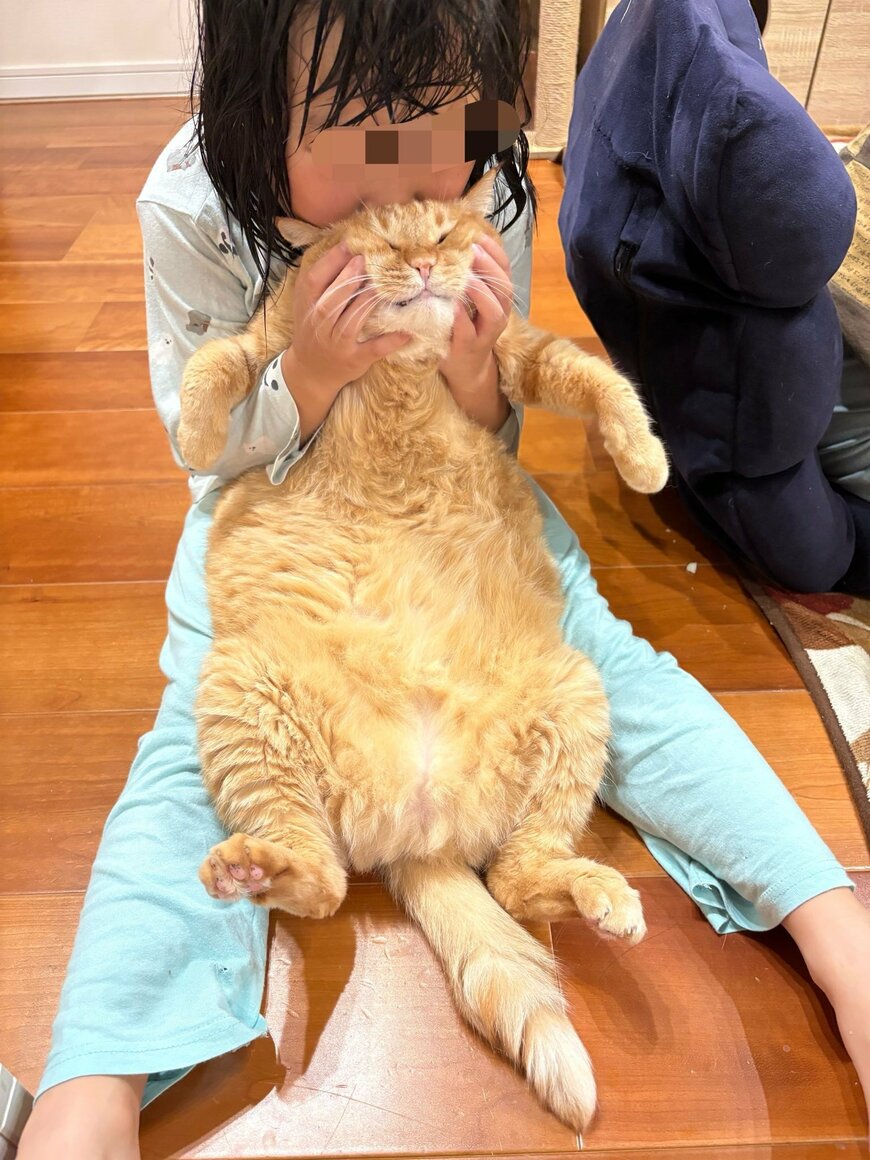 寝る前にたっぷり猫吸い「6歳の子」にほっぺを包まれて目を細める大きな茶トラ猫　されるがままの姿がたまらない