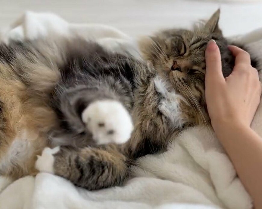 出所：@meltube_cat