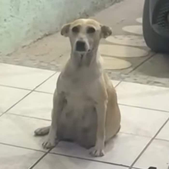 大きなお腹を抱えて民家の玄関に…妊娠9週目の母犬を保護、8匹の仔犬たちのその後に感動広がる