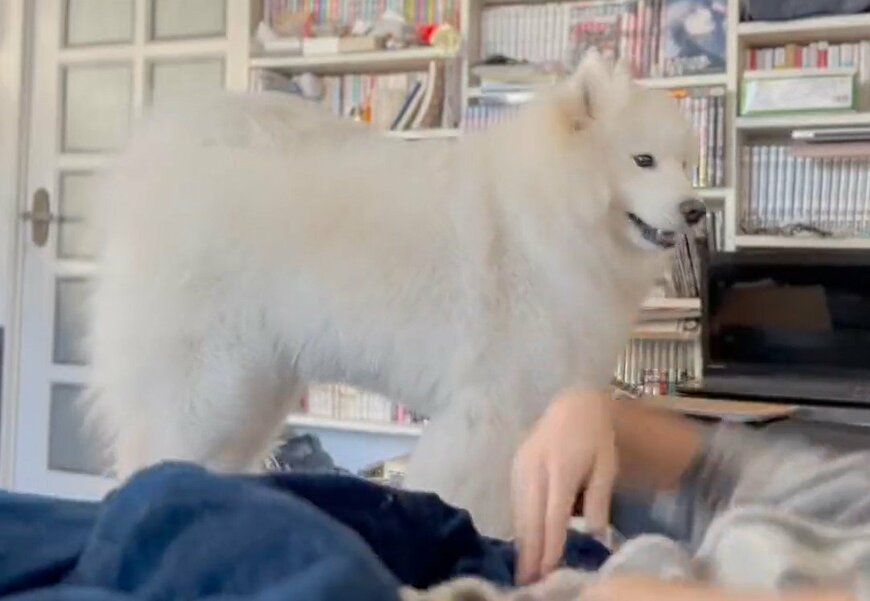 出所：@samoedsoran