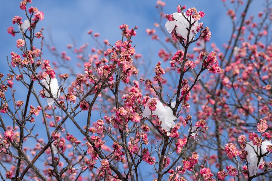 【関東】2023年の「梅の花」の見頃はいつ？開花時期を紹介