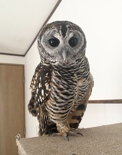 出所：@chacoowl1072