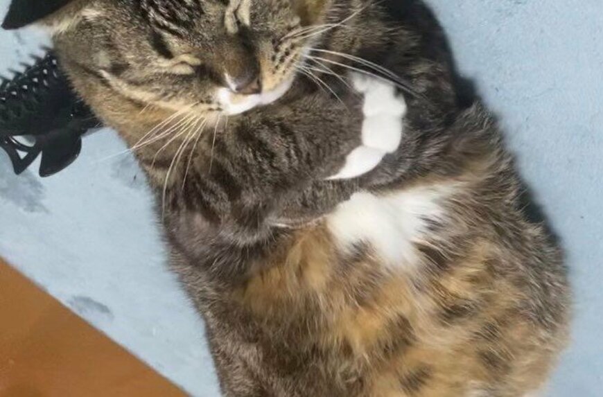 靴下柄の元野良猫さん　自分をギュッと抱きしめる熟睡姿が可愛い