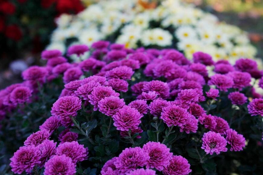 ドーム状に無数の花を咲かせる「ポットマム」