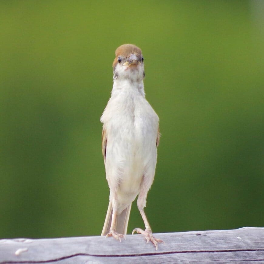 スーパーモデルのようなスズメ