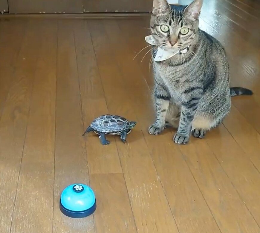 ベルと亀と猫