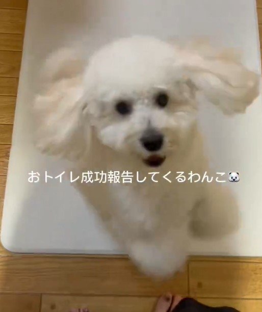 ぴょんぴょん跳ねる様子