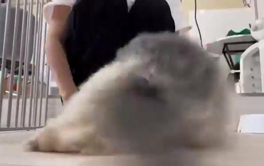 エンジョイする犬