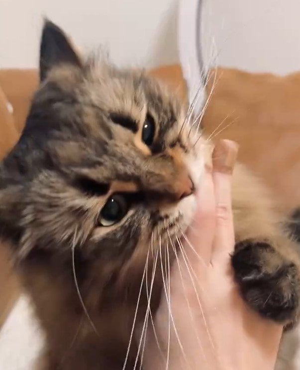 スリスリする猫