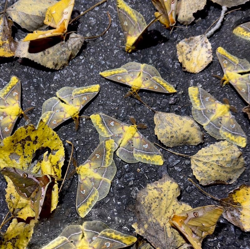 落ち葉のように見える昆虫