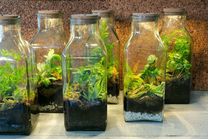 テラリウム。瓶の中に様々な植物が植えられている。