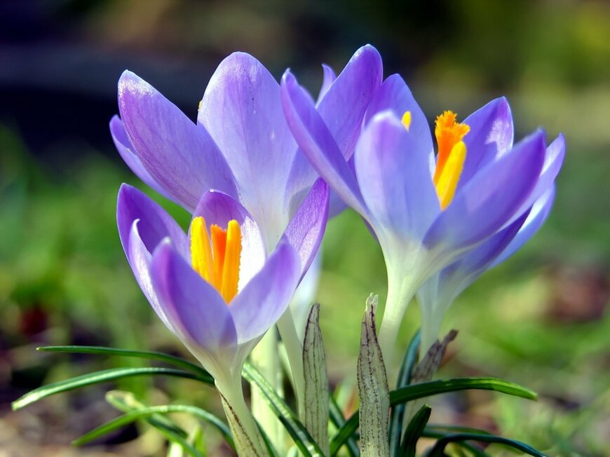 青い花を咲かせているクロッカス。花の中央は黄色