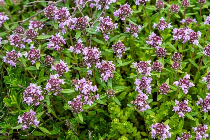 うす紫色の花を咲かせている、クリーピングタイム