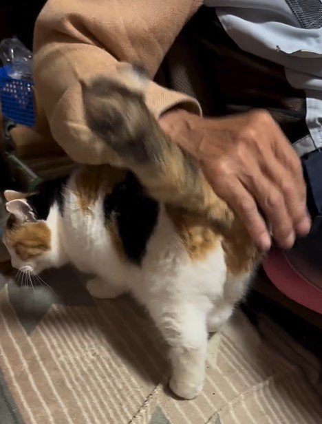 ポンポンしてもらう猫