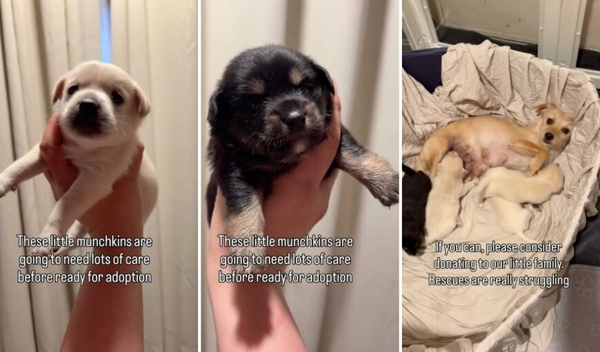 出所：<u><a href="https://www.instagram.com/p/Da8f3BLvm_-/" target="_blank">@lets.rescue.dogs</a></u>