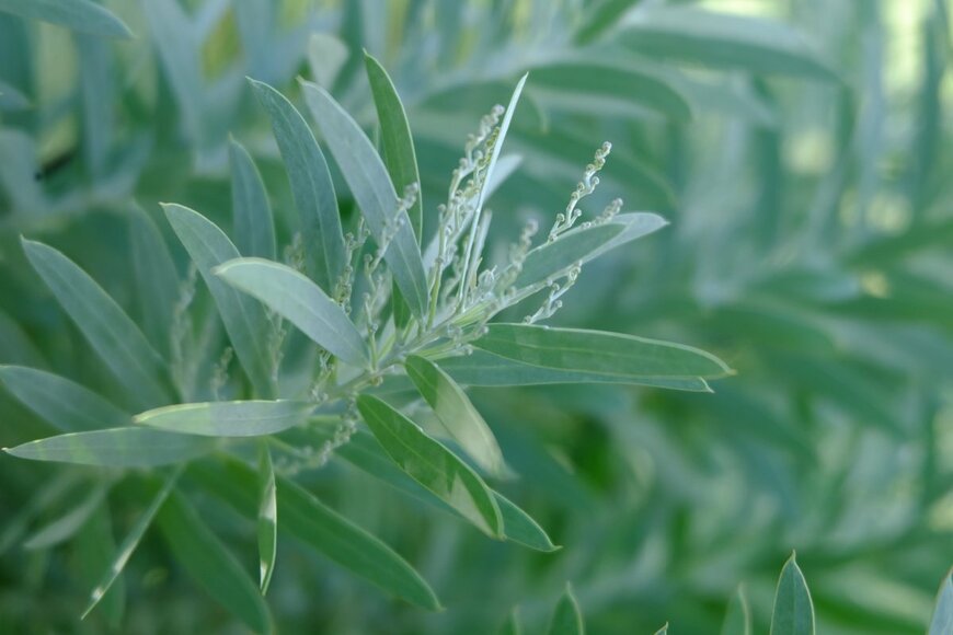 ブルーブッシュ