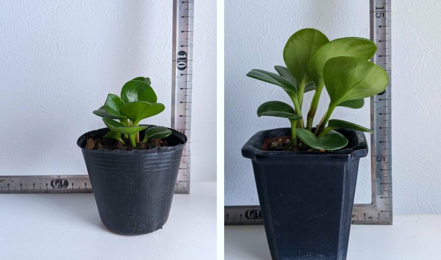 2025年4月にダイソーで110円で購入したペペロミア