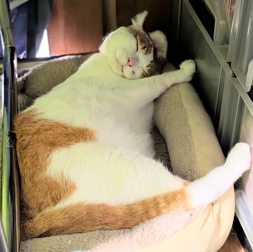ベッドで眠るエルちゃん