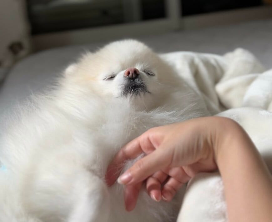 うっとりした表情の犬