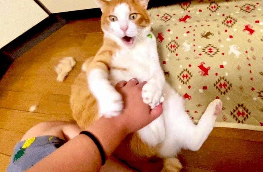 ふうたくん、予想外のびっくり顔に！