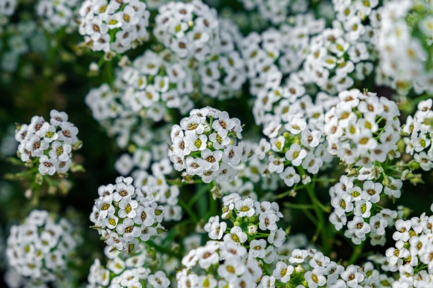 白色のスイートアリッサムの花畑