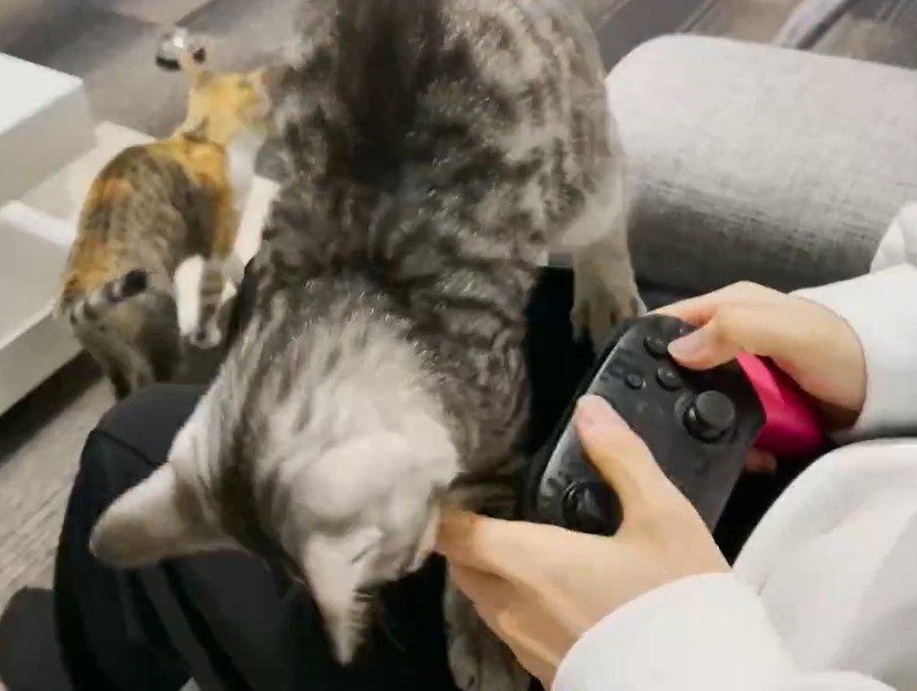 ゲームを全力で阻止する猫