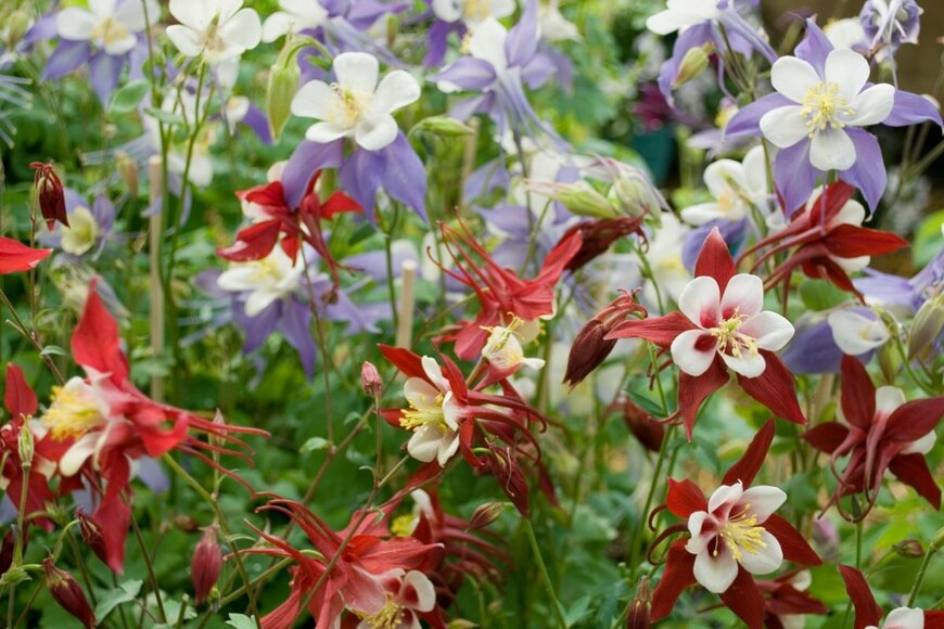 セイヨウオダマキの花が咲いている。色は赤と白、紫と白、それぞれツートンカラー