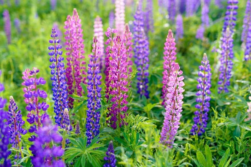 ルピナスの花が咲いている。色は紫とピンク。