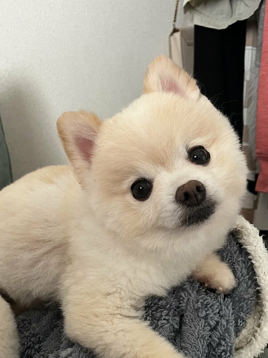 かわいらしい犬