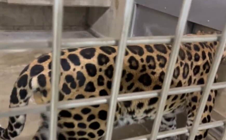 神戸市立王子動物園