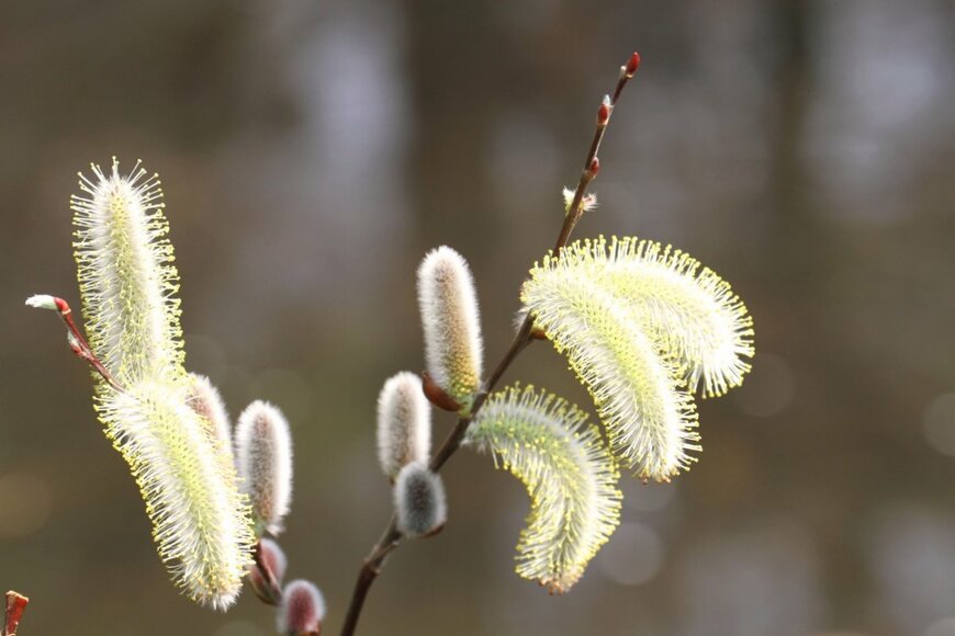 猫の毛のようなふわふわの花穂をつけているネコヤナギ