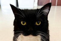 猫ちゃん「お風呂なんてへっちゃら！」→少し時間が経過した後の「表情の変化」に笑ってしまう