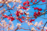 厚生年金「ひと月10万円未満」の割合は何パーセントか