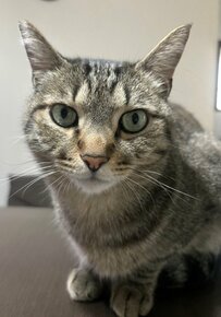 猫が苦手だった祖父　お迎えから約4年での「変化」に心が温まる…！